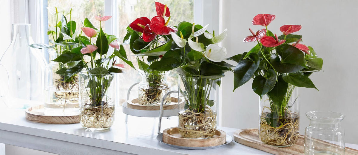 L'anthurium sur l'eau : très tendance - Bakker.com | France