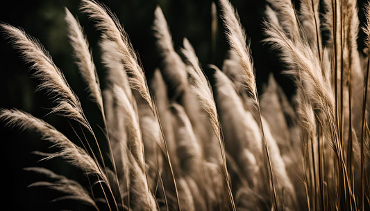 Comment tailler l'herbe de la pampa