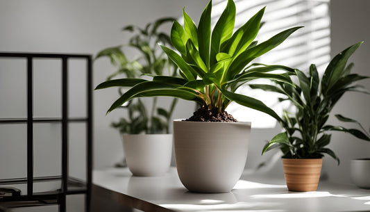 Guide de Rempotage des Plantes d'intérieur