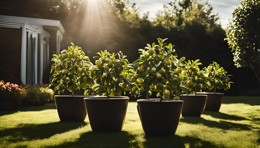 L'exposition idéale pour vos arbres fruitiers en pot