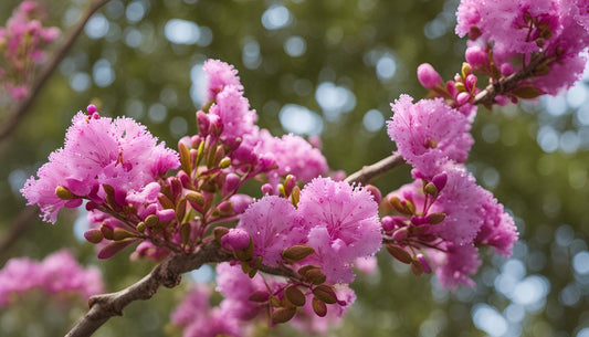 Pourquoi les feuilles de lilas des Indes jaunissent