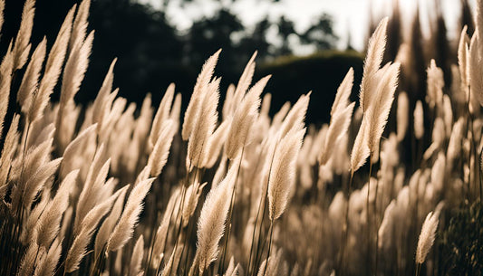 Quand planter l'herbe de la pampa
