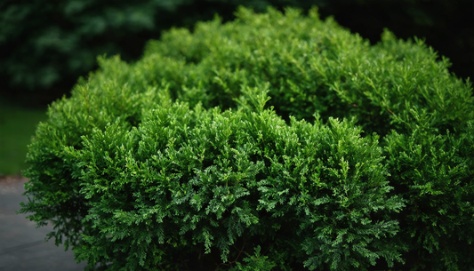 Plantez votre arbuste persistant et profitez d'un jardin qui fait son effet toute l'année
