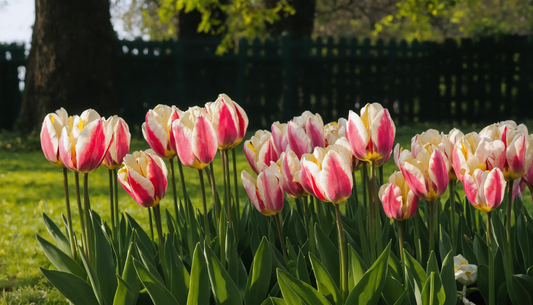 Tulipes : l'entretien facile pour un jardin fleuri dès les premiers jours du printemps