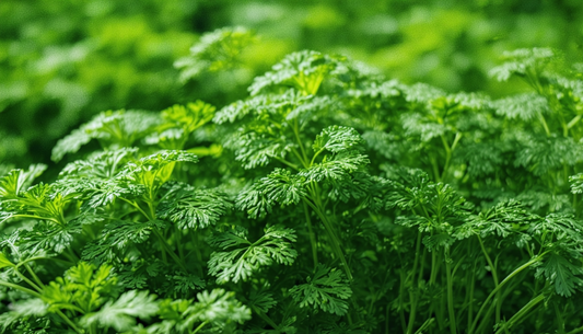 Votre persil toujours parfait : le secret d'une récolte abondante