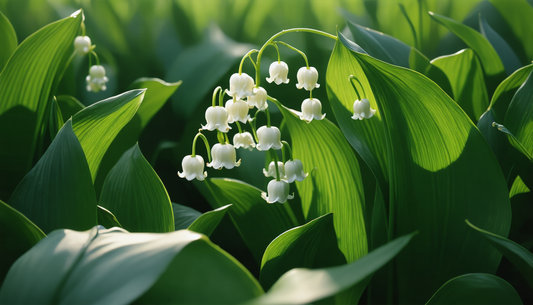 Le muguet : la plante facile pour une ambiance printanière chez vous