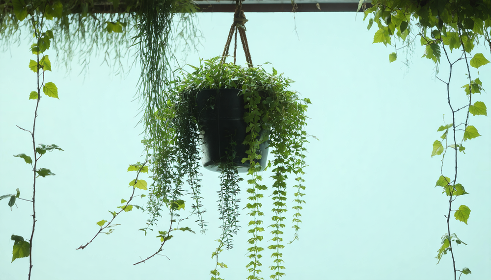 Suspendez vos plantes en 10 minutes : la solution pour les débutants