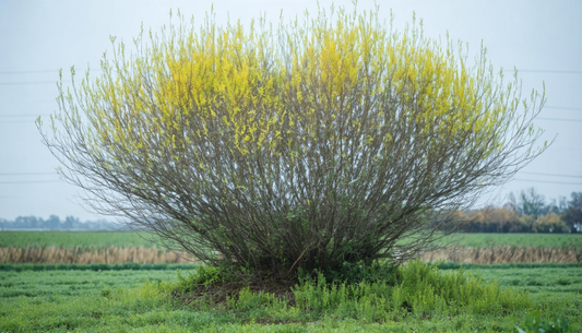 Saule crevette buisson : 3 idées faciles pour un extérieur tendance