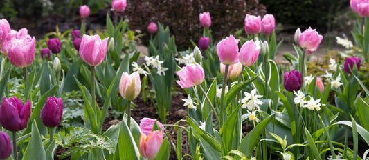 plantes à bulbes de fleurs dans le jardin tulipes ...