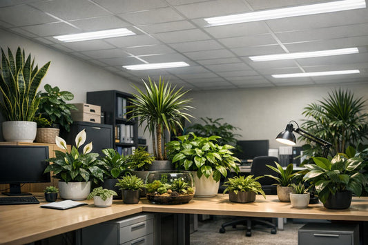 Bureau sans fenêtre ou lumière artificielle : quelles plantes survivent aux néons ?