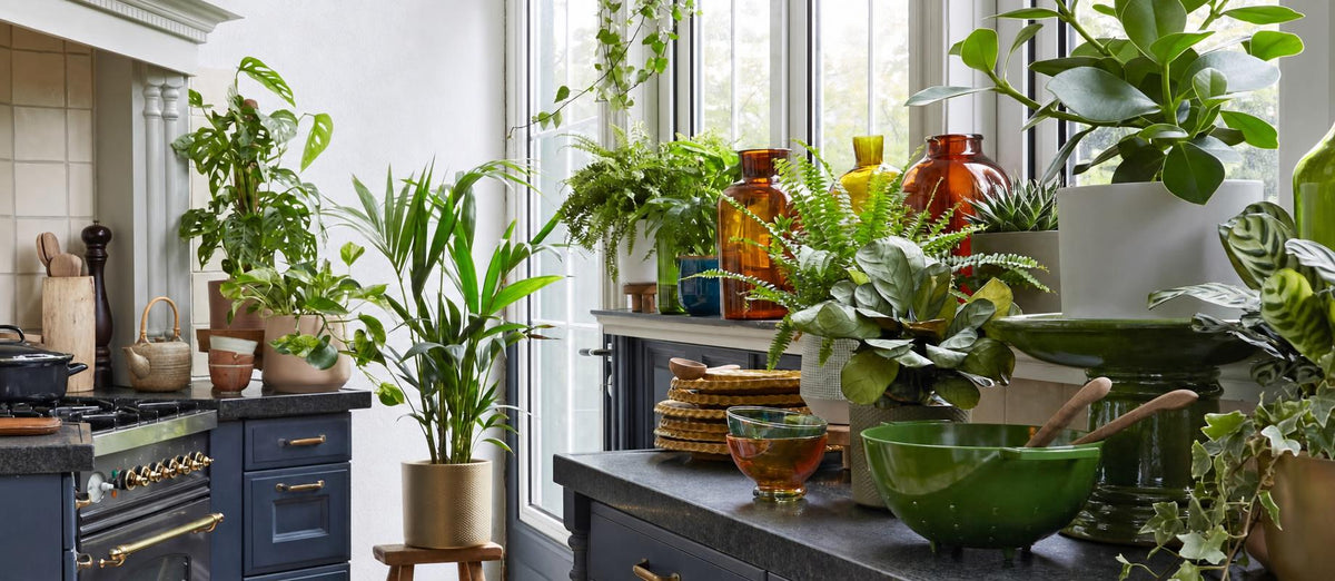 des plantes comme décoration d'intérieur