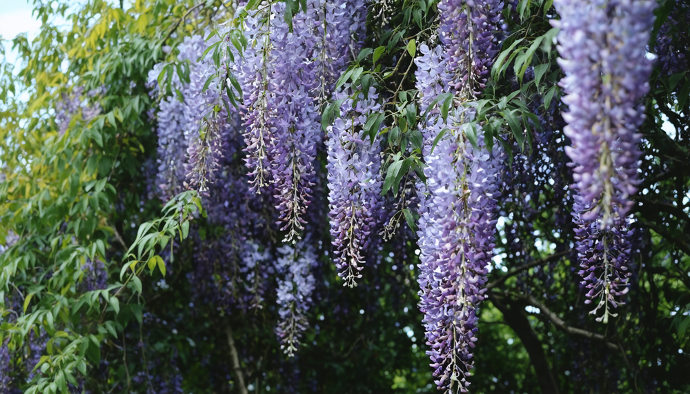 Entretenir sa glycine : simple et efficace