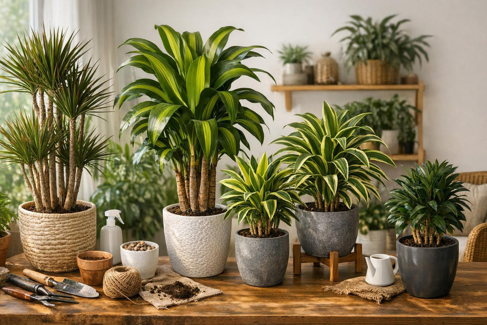 Entretien du dracaena (dragonnier) : le guide complet pour une plante robuste