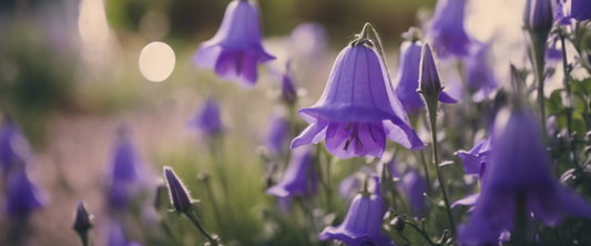 Fertilisation des campanules : Conseils