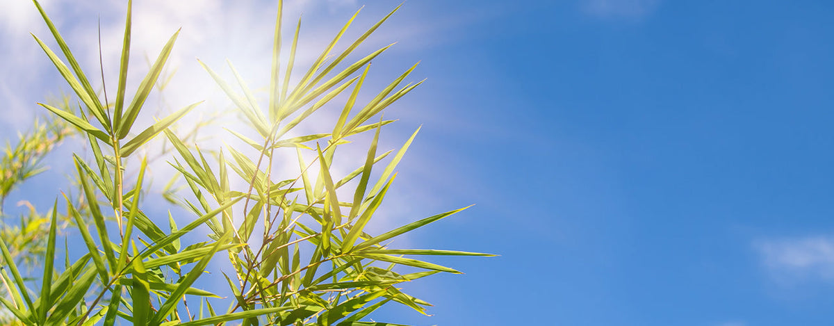 Fortes chaleurs : comment bien préparer vos plantes
