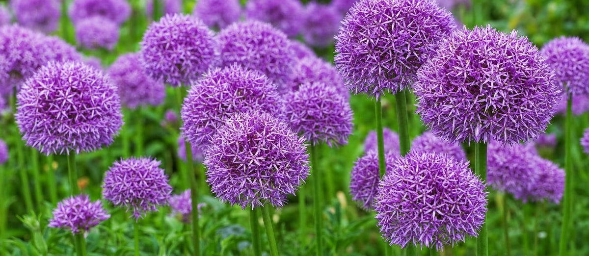 Allium : le bulbe de fleurs idéal pour le printemps et l'été
