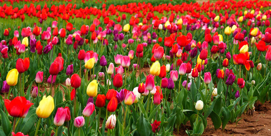 Guide d'entretien des tulipes