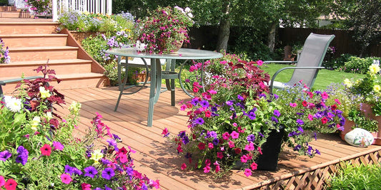 Guide Complet sur l'Entretien des Plantes de Terrasse