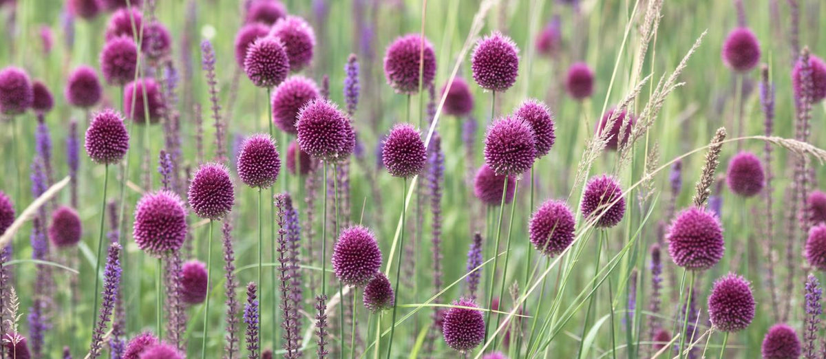 alliums dans un jardin