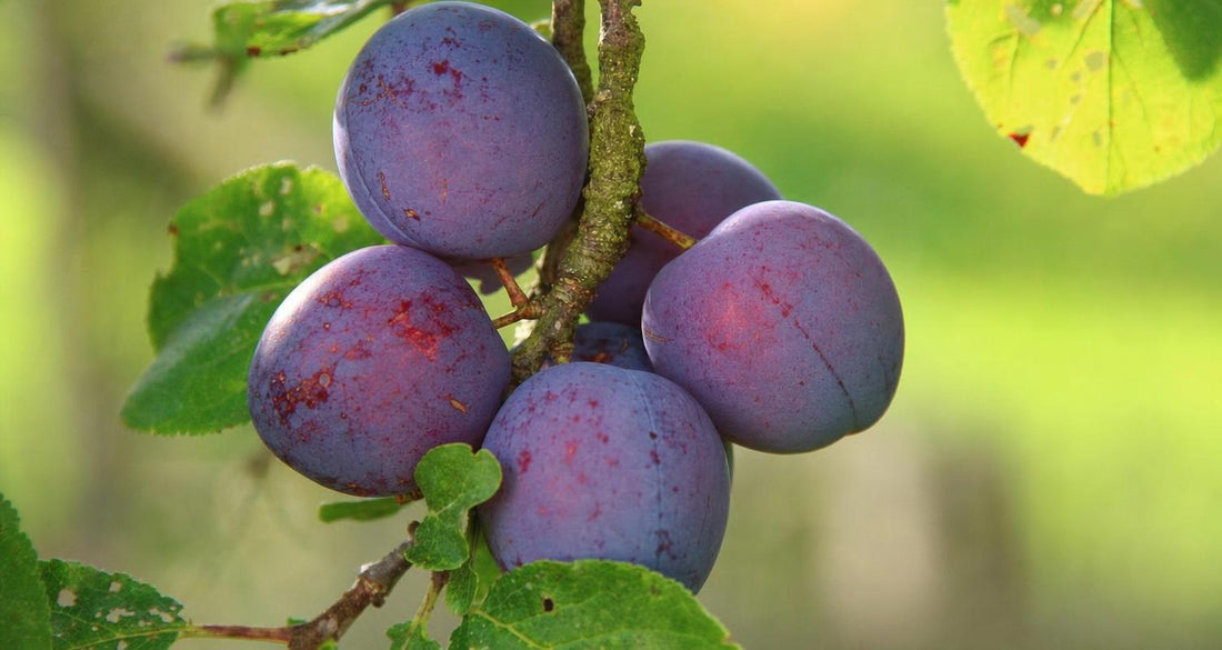 Taille du Prunier - Bakker.com | France