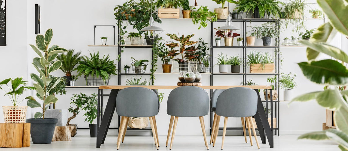 Soyez créatif avec vos plantes d'intérieur - Bakker.com | France