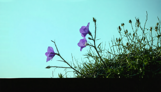La campanule : la fleur qui réussit à tous les coups, même sans avoir la main verte.