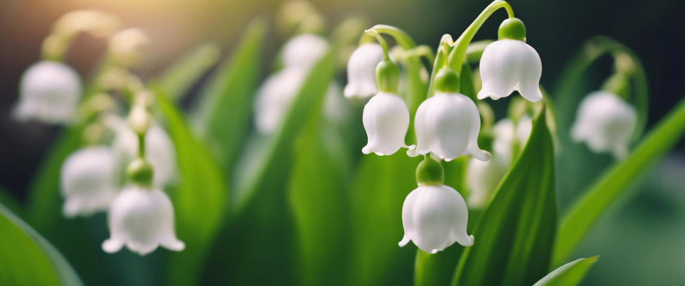 Le secret d'un muguet qui revient chaque année, même pour les débutants