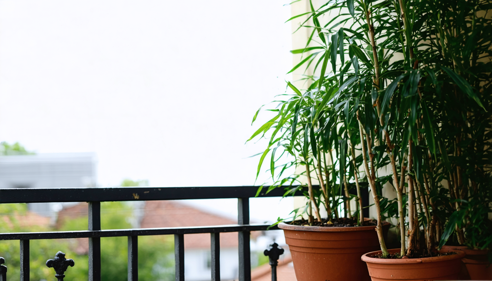 Le secret des plantes d'extérieur toujours parfaites, même pour les débutants.