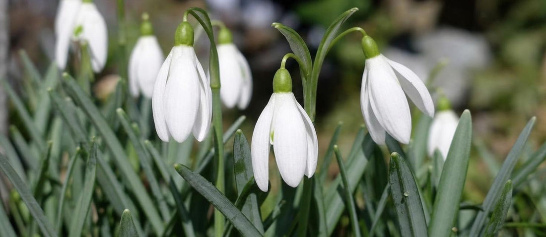 Vivaces blanches dans un jardin 