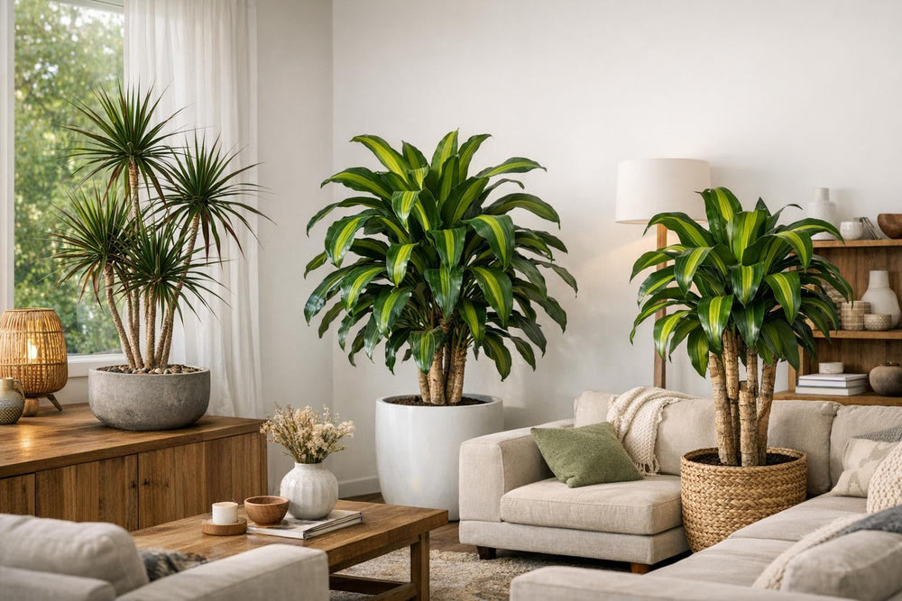 Marginata, massangeana ou fragrans : quel dracaena choisir pour votre salon ?