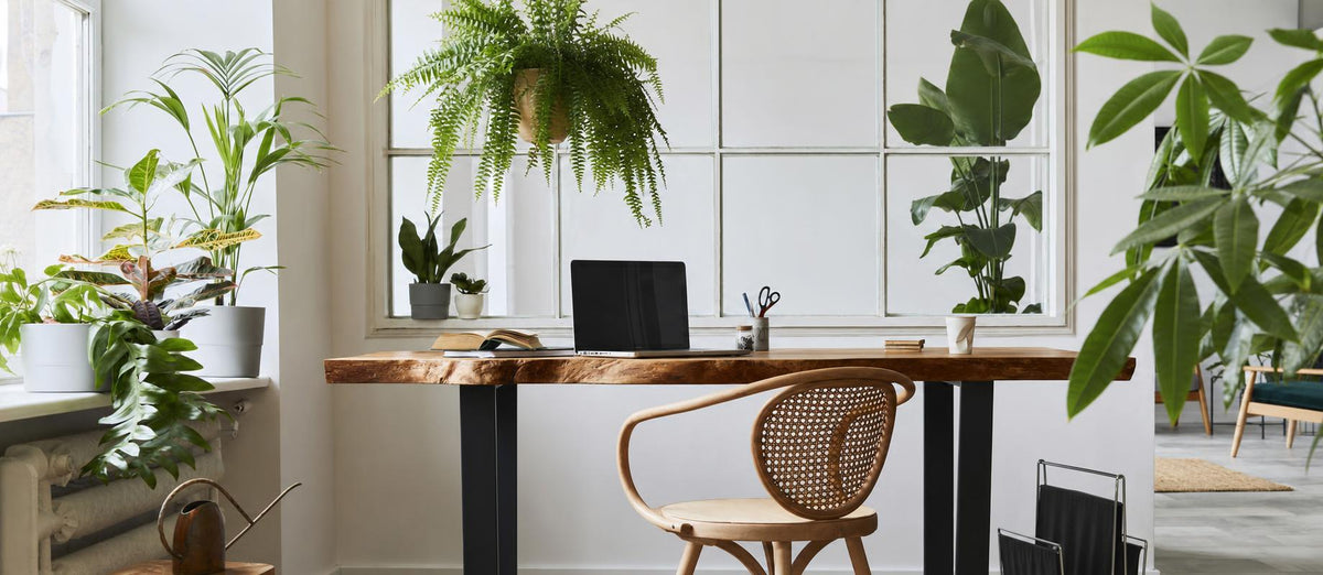 les plantes d'intérieur comme élément de décoration dans la maison
