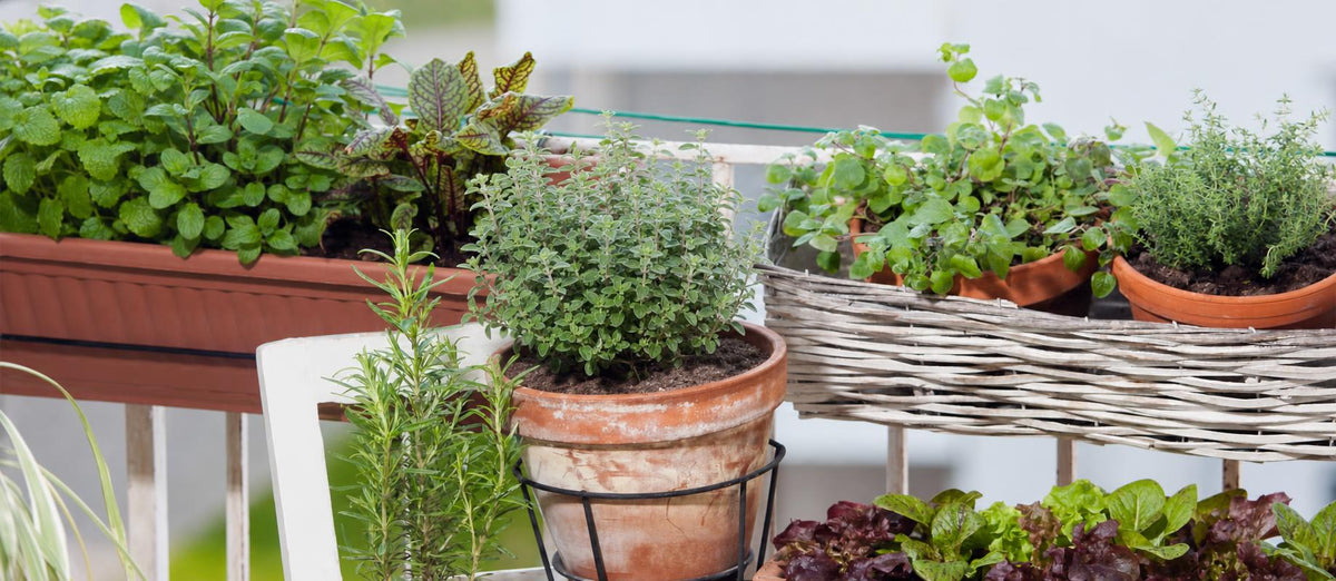 Le jardinage urbain - Bakker.com | France