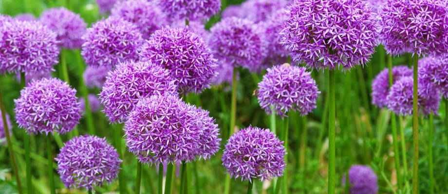 Planter des Alliums 