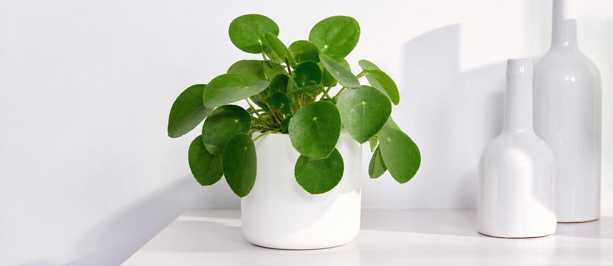 Bouturer une plante à monnaie chinoise