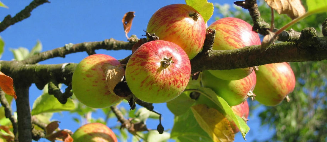 Quand et comment tailler le pommier ? - Bakker.com | France