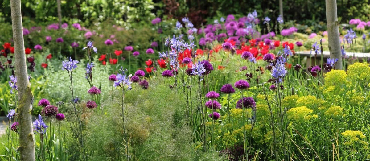 Magnifiques fleurs colorées dans la nature