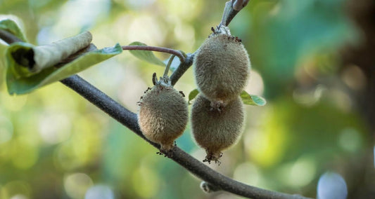 branche d'arbre à kiwis avec des fruits