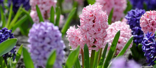 La Jacinthe : une charmante fleur de printemps - Bakker.com | France