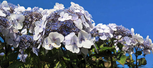 Tailler l'Hortensia aspera - Bakker.com | France