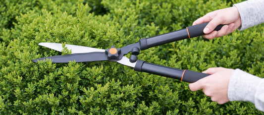Tailler le buis (Buxus Sempervirens) - Bakker.com | France
