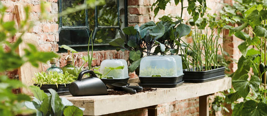 Présemis : démarrez votre potager à l'intérieur pour une récolte savoureuse - Bakker.com | France