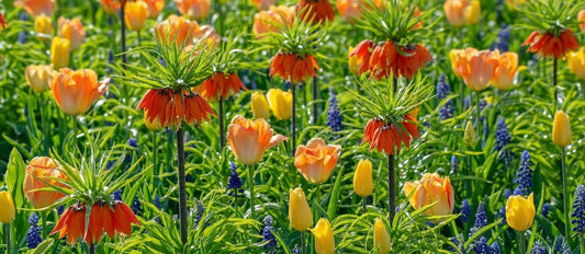 La Fritillaria : la fleur à clochettes de la fin du printemps