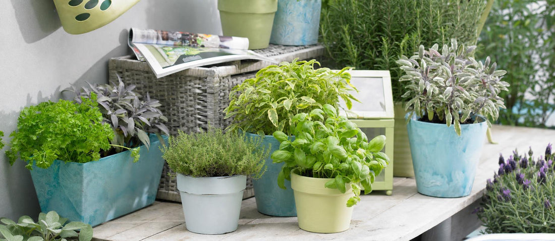 Faites poussez vos herbes aromatiques en pot! - Bakker.com | France