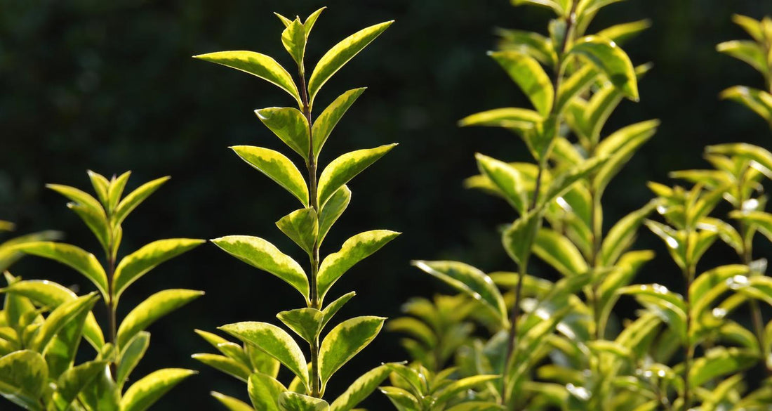 Tailler le Troène (Ligustrum)