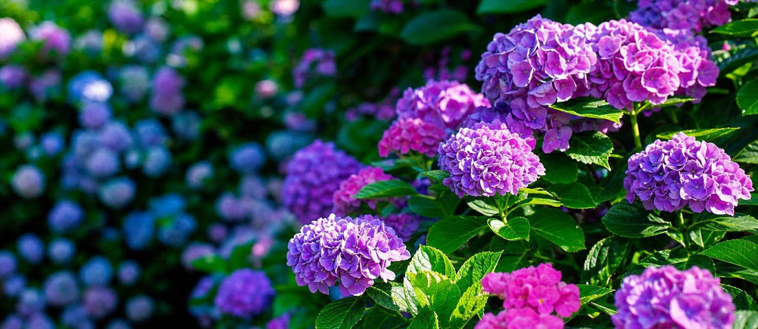 la taille des hortensias