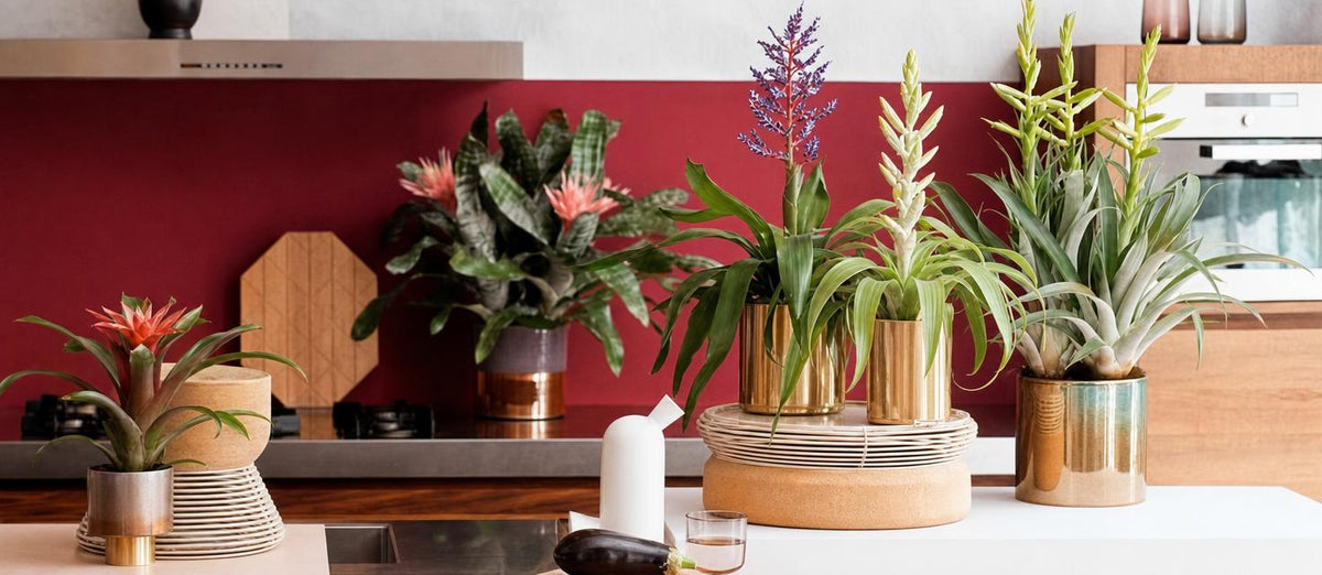 plantes d'intérieur tropicales pour une décoration originale