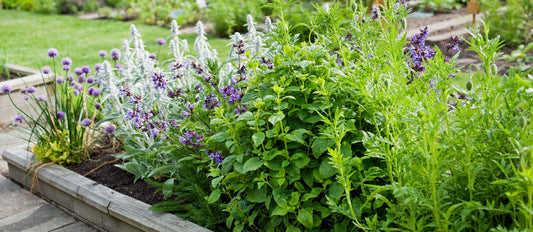 Un jardinet d’herbes aromatiques