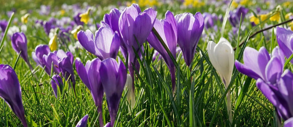 Le crocus annonce l’arrivée du printemps - Bakker.com | France