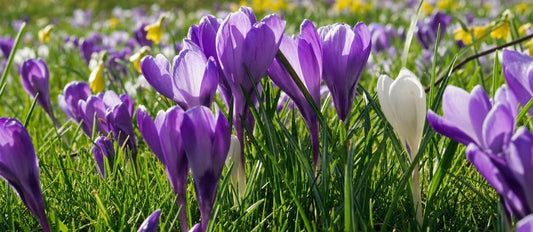 Le crocus annonce l’arrivée du printemps - Bakker.com | France