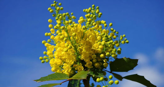 Quand et comment tailler le Mahonia ? - Bakker.com | France